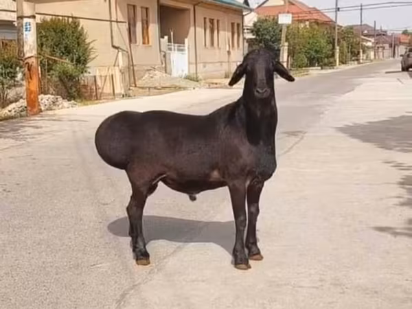 كبش, الأغنام