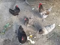 Chickens — fotografija 3
