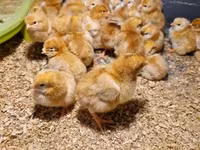 Chickens — Foto 1