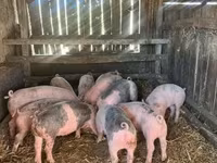 Knur, Świnie — zdjęcie 2