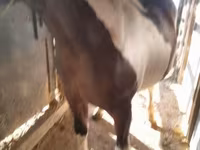 公马, Horses — 照片 1