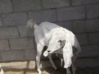 عنزة, Beetal goats — الصورة 1