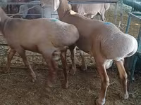Қошқар, Hissar sheep — 4-сурет