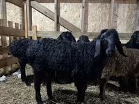Ovan, Baerchuke sheep — fotografija 1