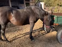 母马, Horses — 照片 2