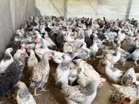 Chickens — 写真 8