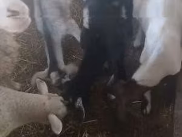 Bélier, Moutons — Hongrie