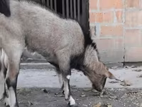 公山羊, Nubian Goat — 照片 1