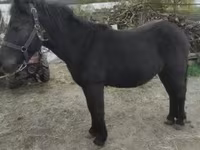 Cheval, Chevaux — photo 2