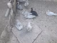 Ducks — photo 4