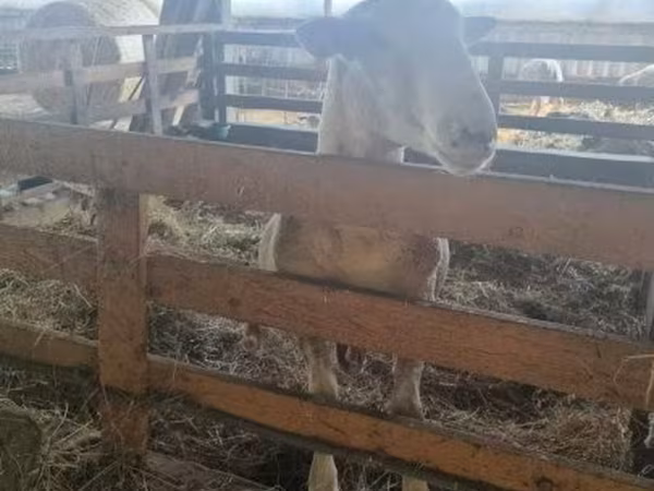 Bélier, White Suffolk sheep — Hongrie