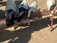 عنزة, Dutch Landrace goats — الصورة 3