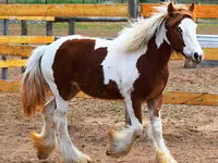 Mare, Gypsy horse — photo 1
