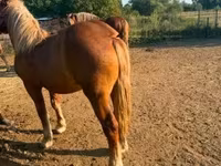 Égua, Hungarian horse breed — foto 4