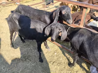 Jarac, Beetal goats — fotografija 2