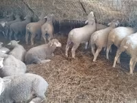Schaf, Ile-de-France sheep — Foto 5
