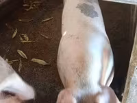 Locha, Świnie — zdjęcie 2