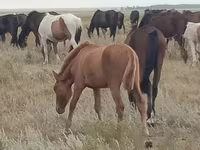Kobyła, Mugalzhar horse — zdjęcie 3