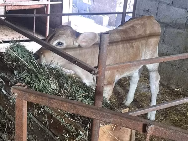 İnək, Swiss cattle