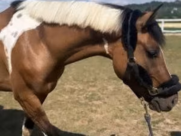 Pastuv, Коњи