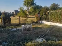 Oveja, Ovejas — foto 6