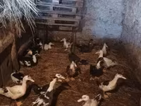 Ducks — fotografija 1