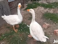 إمدن — الصورة 1