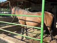 घोड़ी, Kazakh horse — फ़ोटो 3