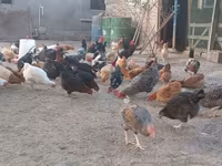Chickens — photo 5