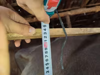 Cow, Cattle — photo 4