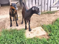 बकरा, Nubian Goat — फ़ोटो 5