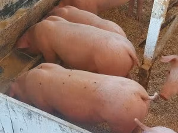 Cerdos (lote, sexo no especificado), Крупная белая