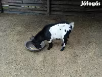 Jarac, Nigerian dwarf goats — fotografija 4