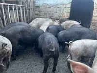 Knur, Świnie — zdjęcie 1