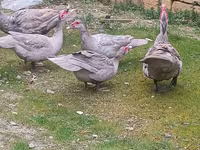 Ducks — fotografija 2