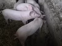 Cerdos (lote, sexo no especificado), Крупная белая — foto 6