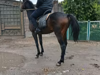 Koń, Thoroughbred horse — zdjęcie 2