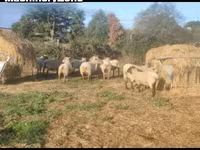 Owca, Vendee sheep — zdjęcie 1