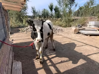 İnək, Simmental cattle — foto 3
