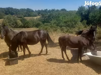 Yegua, Hucul pony — foto 1