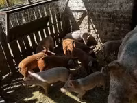 Ana donuz, Donuzlar — foto 1