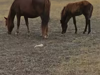 Yegua, Horse breed — foto 5