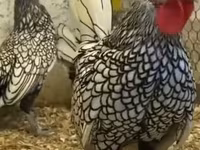 Chickens — fotografija 6