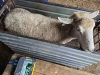 Ovca, Kuibyshev sheep — fotografija 2