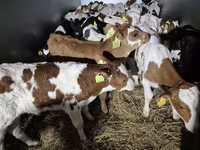 Touro, Simmental cattle — foto 1