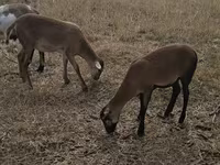 भेड़, Cameroon sheep — फ़ोटो 1