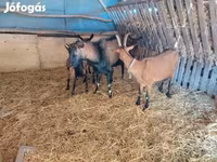 Ziege, Alpine goat — Foto 3