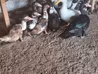 Nemački pekin — fotografija 2