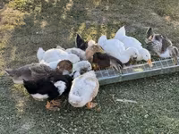 Ducks — 写真 3