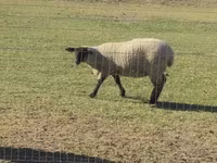 Qoʻchqor, White Suffolk sheep — 1-rasm